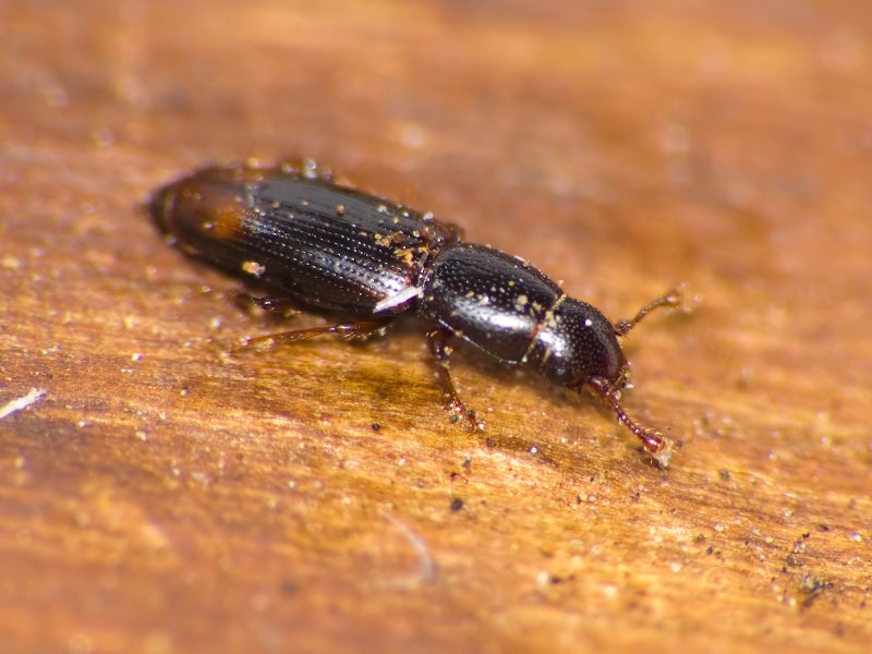 Rhizophagus bipustulatus (Fabricius, 1792)